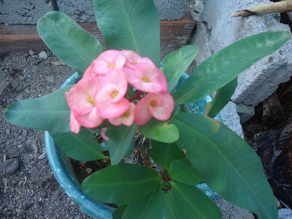 Posada Sunshine Paradise Providencia Island Esterno foto