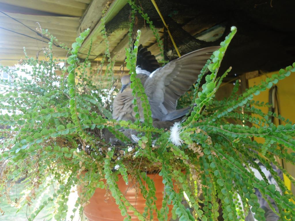 Posada Sunshine Paradise Providencia Island Esterno foto
