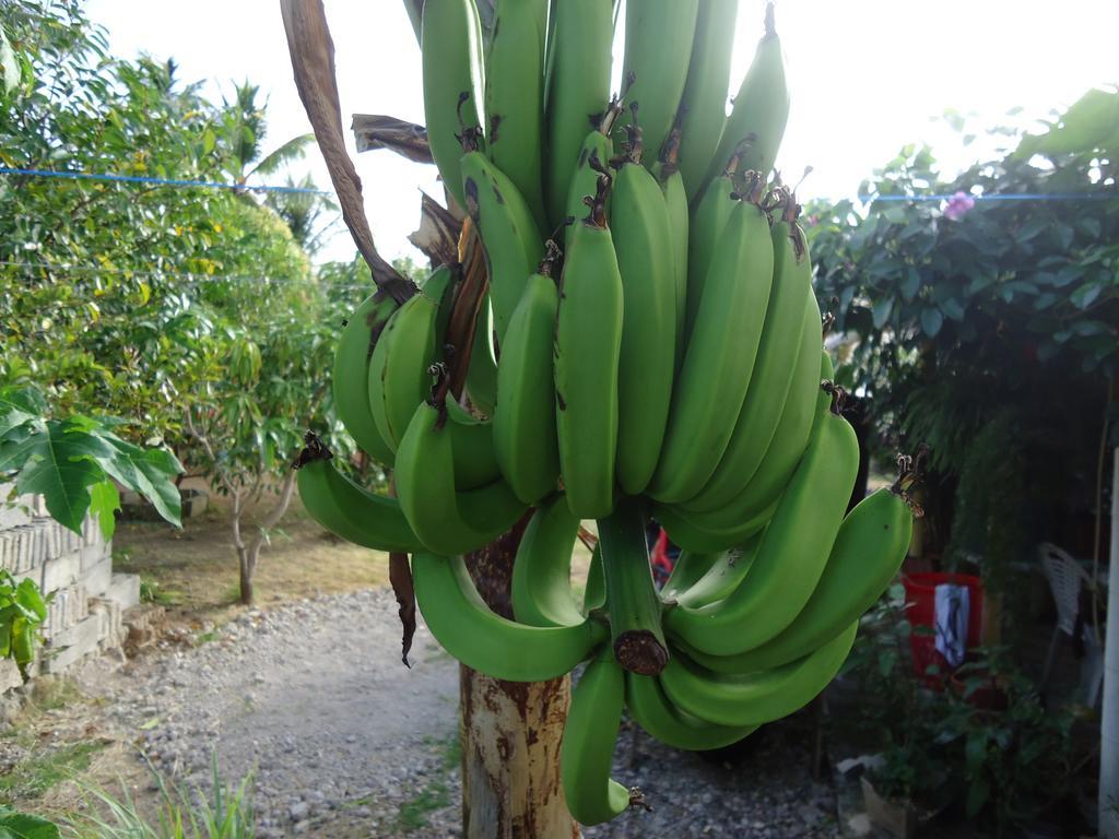 Posada Sunshine Paradise Providencia Island Esterno foto