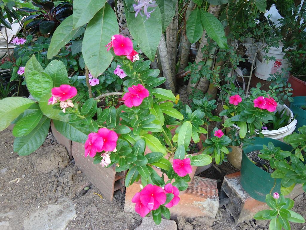 Posada Sunshine Paradise Providencia Island Esterno foto